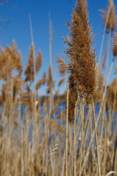 the plant of Phragmites australis in parc urban