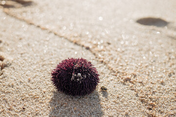Close-up of a purple sea urchin resting on sandy beach under sunlight. Marine wildlife, coastal...