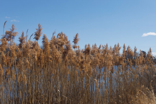 the plant of Phragmites australis in parc urban
