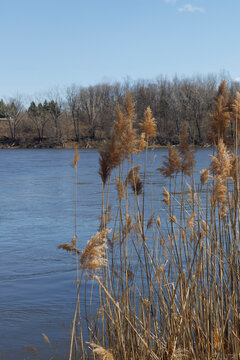 the plant of Phragmites australis in parc urban