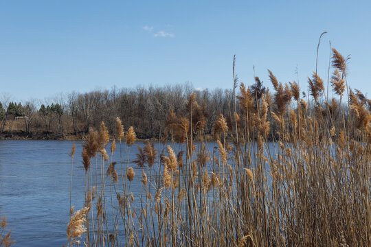 the plant of Phragmites australis in parc urban