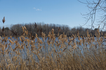 the plant of Phragmites australis in parc urban