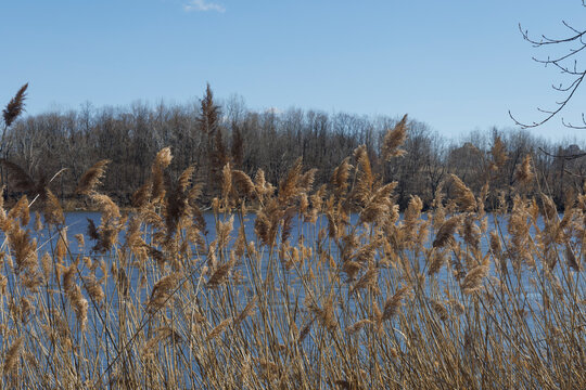 the plant of Phragmites australis in parc urban