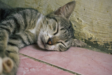 Sleeping Cat on Tile Floor