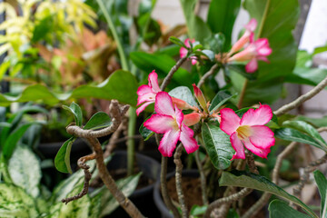 Obraz premium Close-up of vibrant desert rose blossoms with intricate details