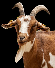 portrait of a goat with horns