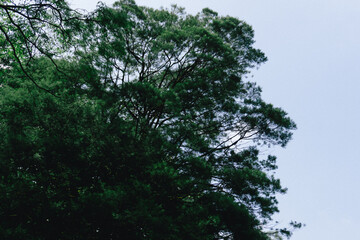 Lush Green Canopy Reaching for the Sky