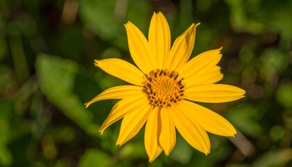 Close-up of a bright yellow flower.