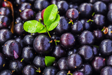 Exotic and delicious Jaboticaba fruits, a fruit of Amazonian origin