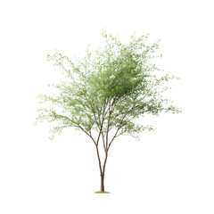 Naklejka premium A lone tree stands tall, its vibrant green leaves a testament to the beauty and resilience of nature.