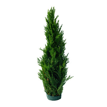 A vibrant green, conically shaped, evergreen cypress tree stands as a symbol of growth, resilience, and natural beauty. capturing the essence of life and freshness.