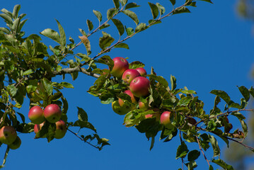 A cluster of ripe, red apples hangs from a leafy branch against a clear blue sky on a sunny day.