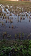 Rice Field with Young Green Plants in Water During Sunset