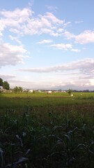 Open Green Field Under Blue Sky with Clouds and Rural Landscape