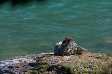 A brown and grey duck rests on a mossy rock next to a turquoise body of water during the day.