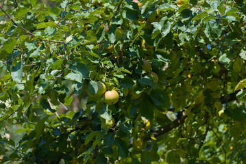 A cluster of ripe, yellowish-green apples hangs from a leafy branch against a clear blue sky on a...