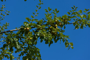 A cluster of ripe, yellowish-green apples hangs from a leafy branch against a clear blue sky on a...