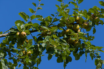 A cluster of ripe, yellowish-green apples hangs from a leafy branch against a clear blue sky on a...