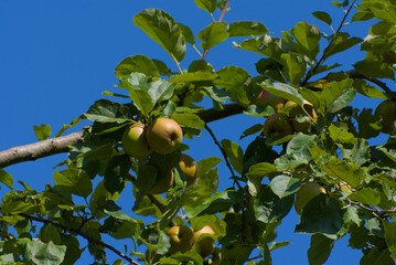 A cluster of ripe, yellowish-green apples hangs from a leafy branch against a clear blue sky on a...