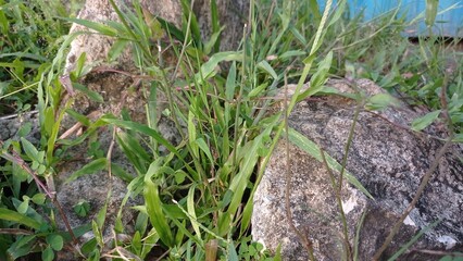 Green Grass Growing Among Rocks in Natural Outdoor Setting