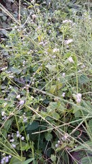 Dense Wildflowers and Green Foliage in Natural Garden Setting