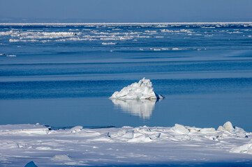 Floating ice flowing through the sea © 多田 智