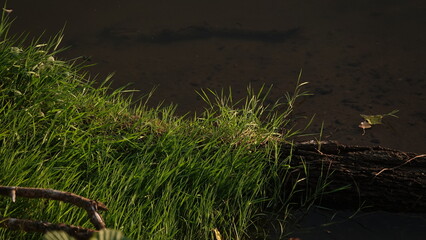 Zielona trawa nad brzegiem rzeki © tomo81