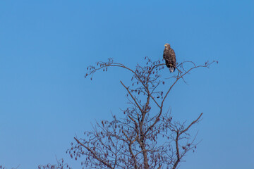 White-tailed eagle looking down from the tree