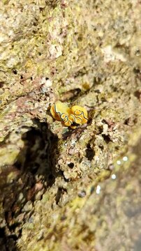 Close-up nudibranch Jorunna parva, also called sea bunny, moving upside down among coral reef rocks in shallow water.