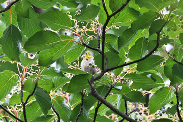 Table Dogwood fruit that is very popular with wild birds