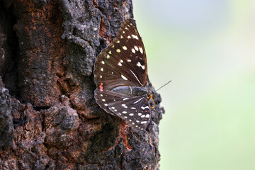 Great Purple Emperor sucking Japanese chestnut oak's  nectar