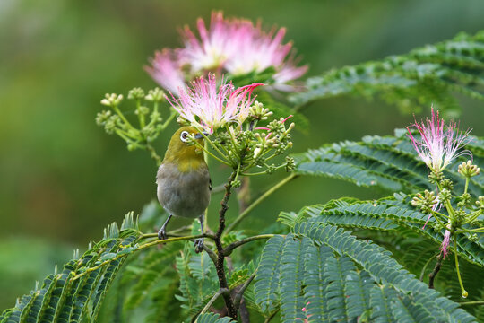 Japanese White-eye stops at a branch of a silk tree and looks for food