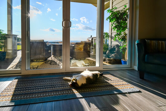 A black and white tabby cat sleeps on his back in the sun in front of a large sliding door and window inside a room with a hilltop patio and view outside.