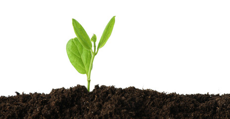 Young plant growing in soil isolated on white