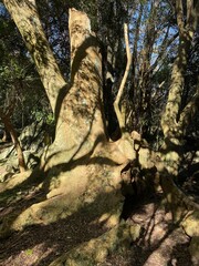 Árbol de Ombú