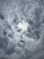 seagull in the sky