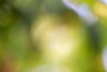 Obraz premium Defocus light natural background. Blurred greenery.