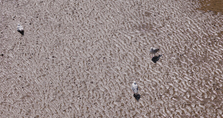 Seagulls standing on textured, rippled sand at low tide in Weston super Mare, United Kingdom