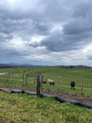 Rural farm with cows under cloudy skies