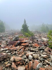 Red rocky rubble with pine tree in fog in Adirondack Mountains