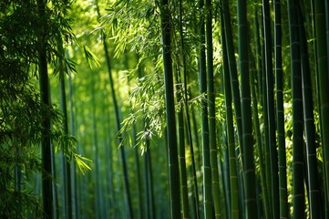 Fototapeta premium 竹林の風景（日本・自然・癒し・背景）