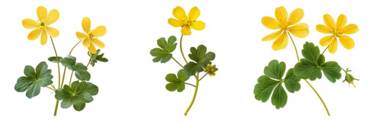 Three yellow flowers with green leaves