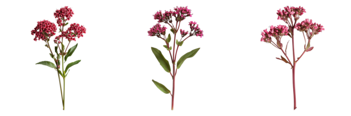 Three flowers are shown in a row, with the middle one being the tallest