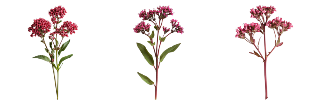 Three flowers are shown in a row, with the middle one being the tallest