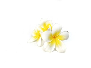 Beautiful frangipani flowers (plumeria alba) isolated on white background. Botanical photography...
