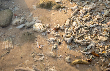 sea shells on the beach