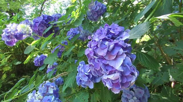 Japanese garden. Beautiful flowers. A corner of the garden. Beautiful hydrangeas with a blend of blue and purple. /  日本庭園。美しい花々。庭の一角。青と紫がまじりあった色の紫陽花が美しい