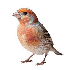 Colorful bird finch with vibrant plumage perched on a white background. isolated on transparent background cutout