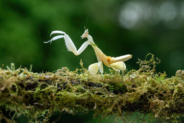 Close-up of a Yellow Orchid Praying Mantis (Hymenopus coronatus) perched on mossy wood.