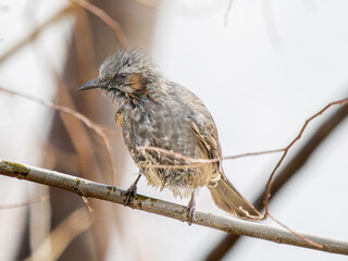 枝にとまるヒヨドリ
